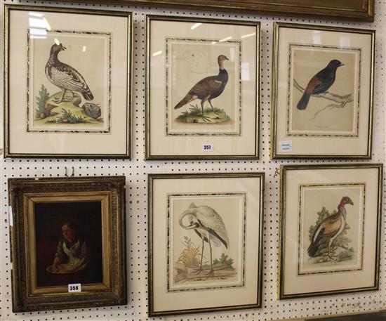 Set 5 colours ornithological engravings